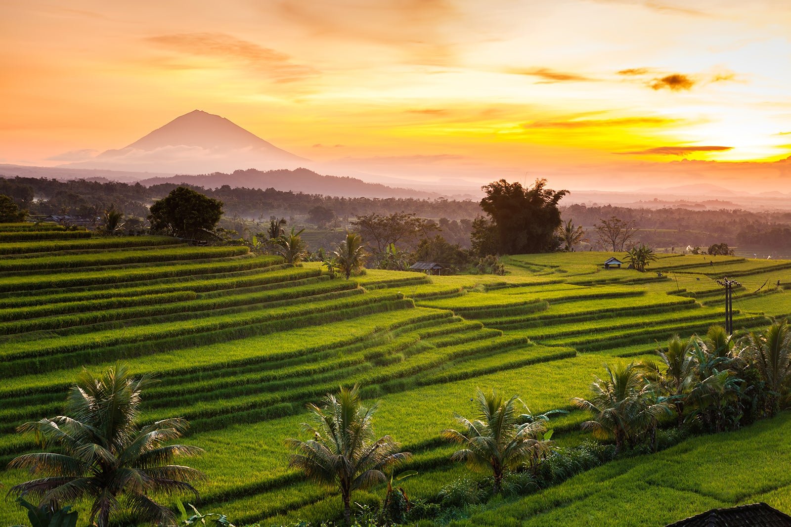 https://www.jabalivacation.com/wp-content/uploads/2022/11/Jatiluwih-rice-terrace.jpg