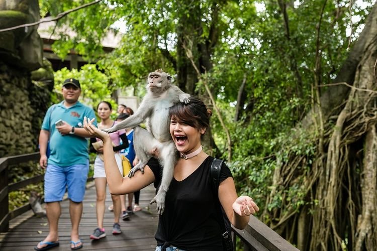 https://www.jabalivacation.com/wp-content/uploads/2022/11/Monkey-forest-1.jpg